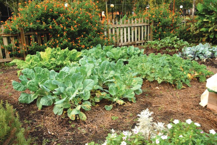 Brassica Vegetables List